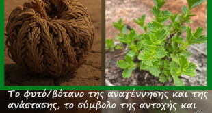 ο-“θάμνος-της-ανάστασης”-που-φέρει-την-επιστημονική-ονομασία-myrothamnus-flabellifolius