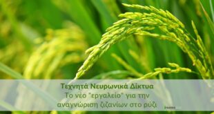 Τεχνητά Νευρωνικά Δίκτυα: Το νέο “εργαλείο” για την αναγνώριση ζιζανίων στο ρύζιΚάντε εγγραφή στο newsletter