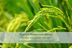 Τεχνητά Νευρωνικά Δίκτυα: Το νέο “εργαλείο” για την αναγνώριση ζιζανίων στο ρύζιΚάντε εγγραφή στο newsletter