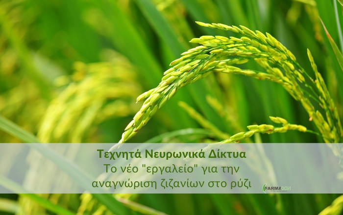 Τεχνητά Νευρωνικά Δίκτυα: Το νέο “εργαλείο” για την αναγνώριση ζιζανίων στο ρύζιΚάντε εγγραφή στο newsletter