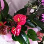 Πόσο θα ζήσει το φυτό που σας έφεραν στα γεννητούρια;ΑνθούριοΓαρδένιαΓκουσμάνιαΑζαλέαΟρχιδέαΚαλαγχόη