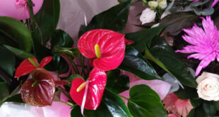 Πόσο θα ζήσει το φυτό που σας έφεραν στα γεννητούρια;ΑνθούριοΓαρδένιαΓκουσμάνιαΑζαλέαΟρχιδέαΚαλαγχόη