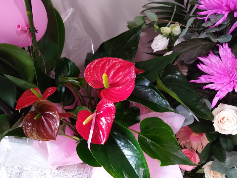 Πόσο θα ζήσει το φυτό που σας έφεραν στα γεννητούρια;ΑνθούριοΓαρδένιαΓκουσμάνιαΑζαλέαΟρχιδέαΚαλαγχόη