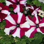 Πετούνια, φροντίδες στον κήπο και στη γλάστρα