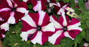 Πετούνια, φροντίδες στον κήπο και στη γλάστρα