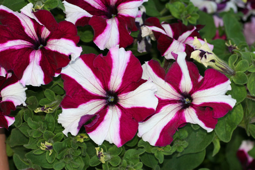 Πετούνια, φροντίδες στον κήπο και στη γλάστρα