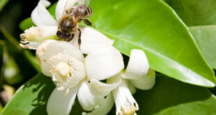 Φυτά του κήπου που βοηθούν τις μέλισσες να επιβιώσουν