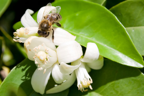 Φυτά του κήπου που βοηθούν τις μέλισσες να επιβιώσουν