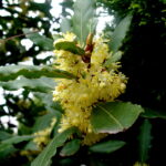 Τρεις καταπράσινοι θάμνοι για φράχτηΔάφνηΔαφνοκέρασοΒιβούρνο λούσιντουμ