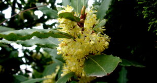 Τρεις καταπράσινοι θάμνοι για φράχτηΔάφνηΔαφνοκέρασοΒιβούρνο λούσιντουμ