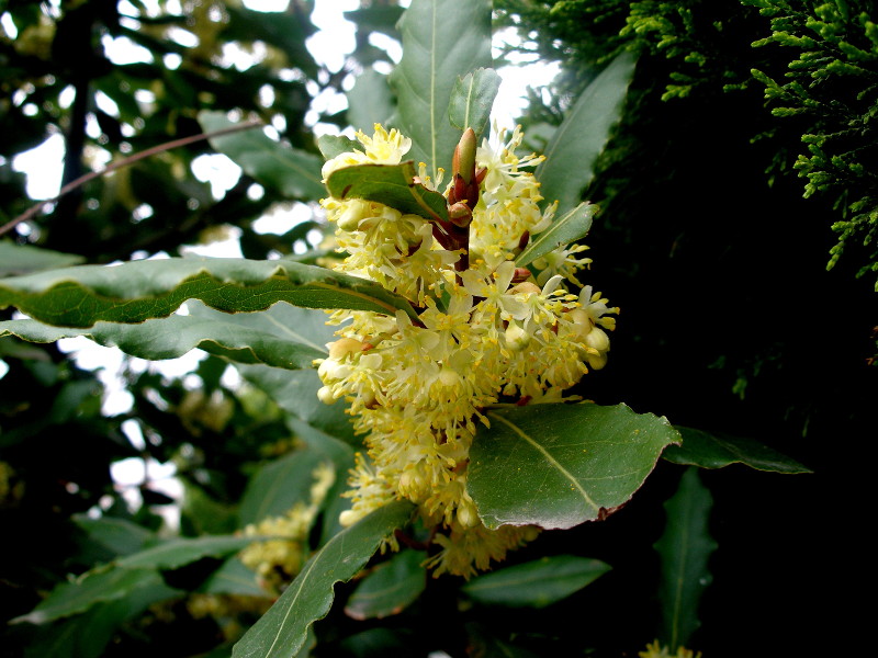 Τρεις καταπράσινοι θάμνοι για φράχτηΔάφνηΔαφνοκέρασοΒιβούρνο λούσιντουμ