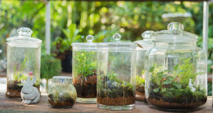Τι χρειάζεστε για να κατασκευάσετε το δικό σας terrarium