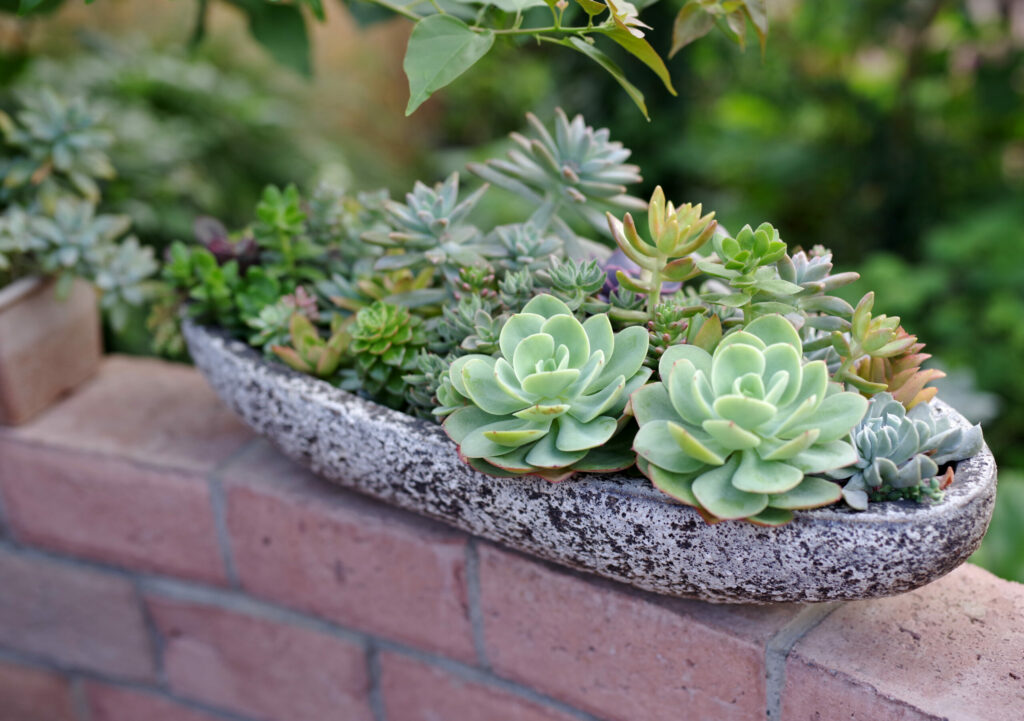 Παχύφυτα για διακόσμηση στο σπίτι και το μπαλκόνι