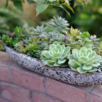 Παχύφυτα για διακόσμηση στο σπίτι και το μπαλκόνι