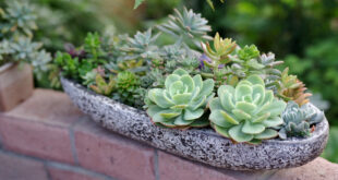 Παχύφυτα για διακόσμηση στο σπίτι και το μπαλκόνι