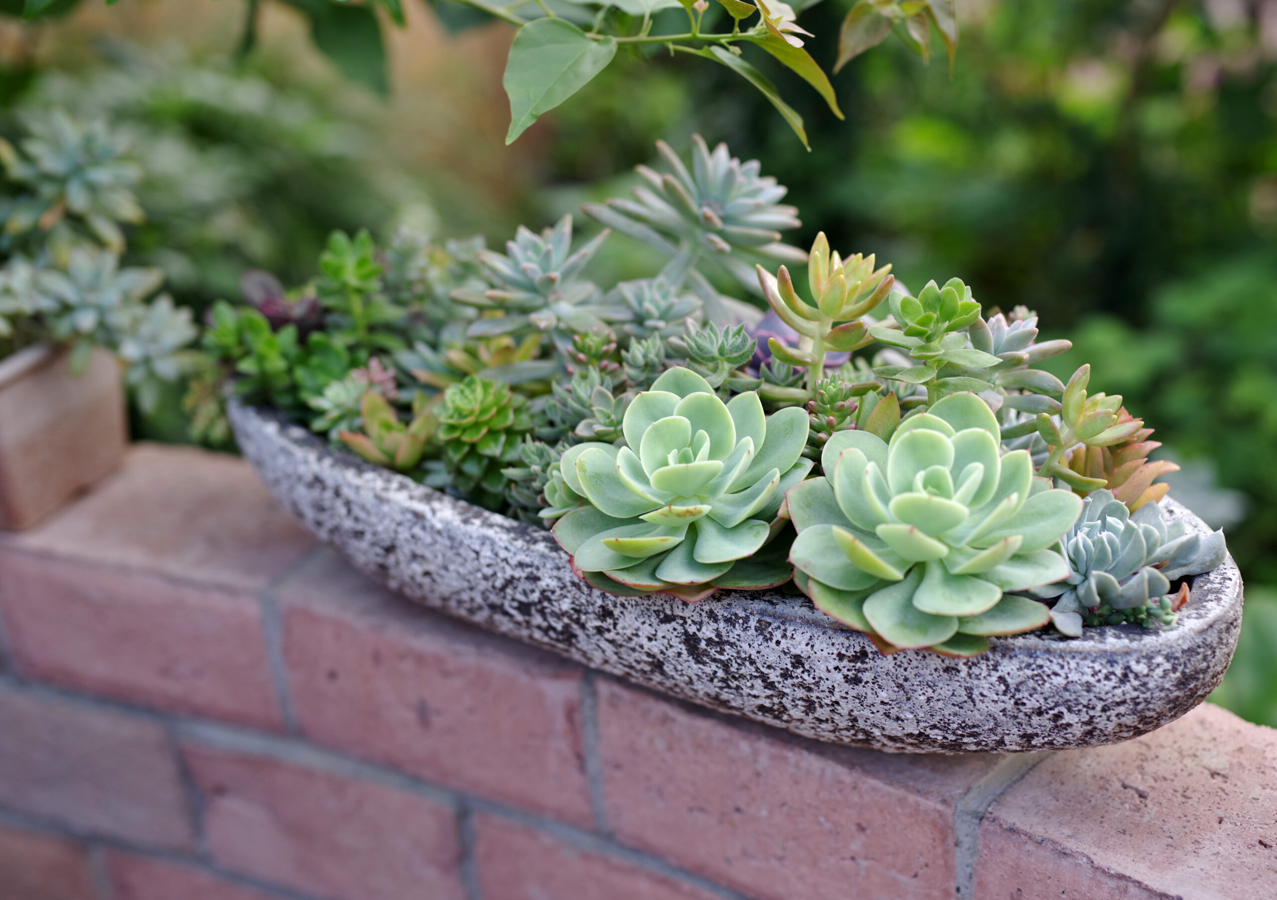 Παχύφυτα για διακόσμηση στο σπίτι και το μπαλκόνι