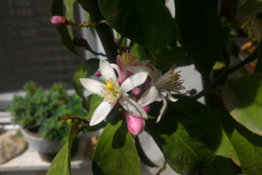 Εσπεριδοειδή στο μπαλκόνιΜια λεμονιά ανθίζει στη γειτονιάΚέρκυρα, Κέρκυρα, με το ποντικονήσιΚάτω στο γιαλό εκεί, νεραντζούλα φουντωτήΔιάλεξε γλάστρες για τα εσπεριδοειδή σου