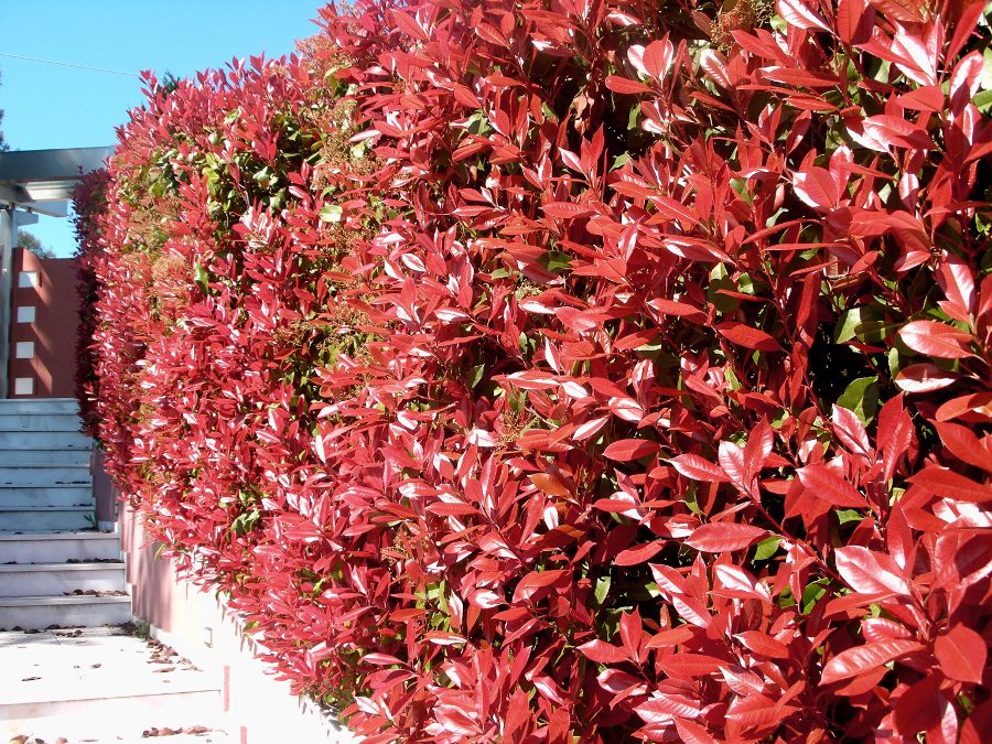 Φυτά για φράχτη – Φωτίνια