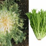 Καλλιέργεια αντιδιού στο λαχανόκηπο και στη γλάστρα