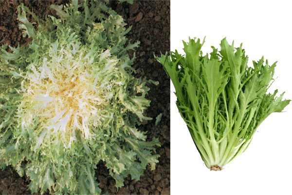 Καλλιέργεια αντιδιού στο λαχανόκηπο και στη γλάστρα