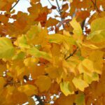 Τα χρώματα του φθινοπώρου στον κήπο σουΤουλίπες στα δέντρα;Αμπέλοψη ή παρθενόκισσοςΛυκιβάμβαρη ή υγράμβαρηΓκίνγκο μπιλόμπα