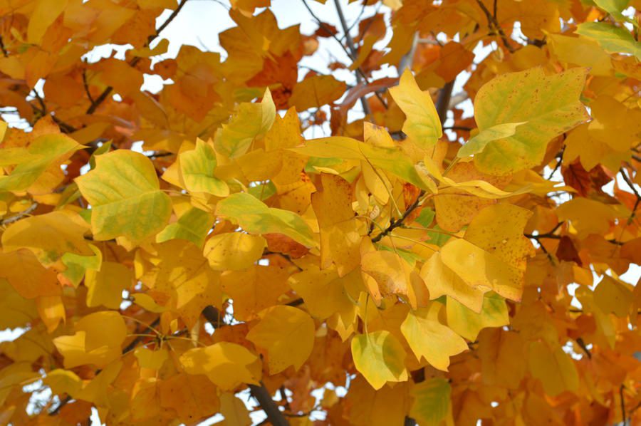 Τα χρώματα του φθινοπώρου στον κήπο σουΤουλίπες στα δέντρα;Αμπέλοψη ή παρθενόκισσοςΛυκιβάμβαρη ή υγράμβαρηΓκίνγκο μπιλόμπα