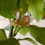 Καρποφόρα δέντρα για το μπαλκόνι σουΔαμασκηνιάΛεμονιά