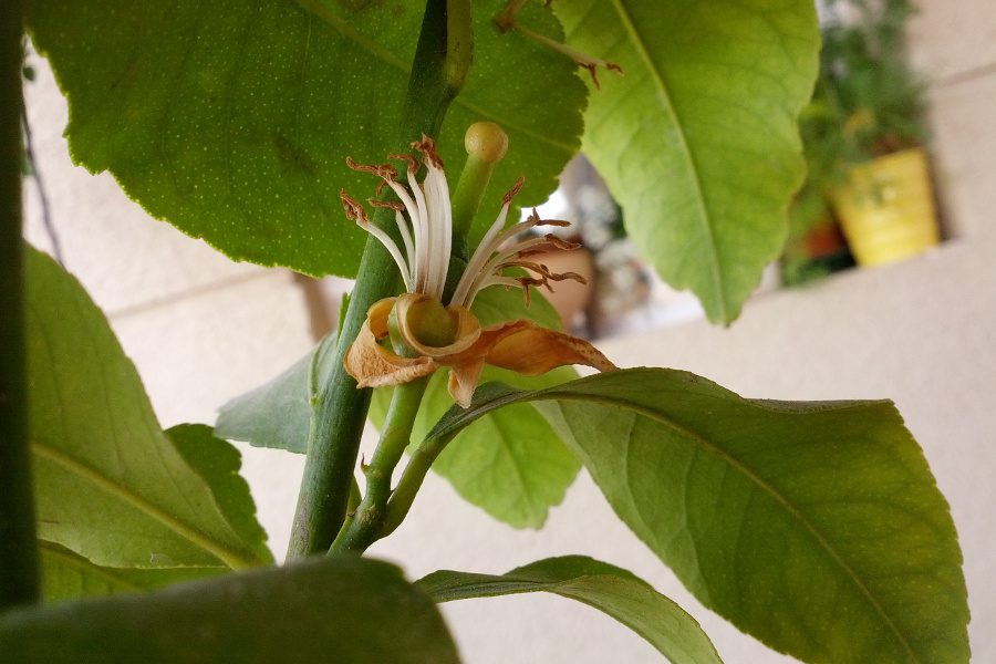 Καρποφόρα δέντρα για το μπαλκόνι σουΔαμασκηνιάΛεμονιά