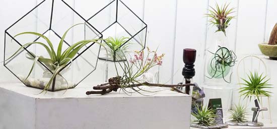Αερόφυτα σε συνθέσεις για εσωτερική διακόσμηση