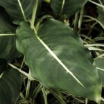 Φιλόδεντρο, τροπικό φυτό εσωτερικού χώρου