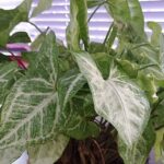 Συγκόνιο, εύκολο στην καλλιέργεια φυτό εσωτερικού χώρου