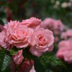 Τριανταφυλλιές: διαχρονικές και εντυπωσιακέςΘαμνώδειςΑναρριχώμενεςΕδαφοκαλυπτικέςΠότε τις φυτεύωΤι να προσέξω