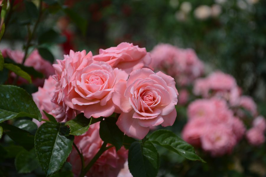 Τριανταφυλλιές: διαχρονικές και εντυπωσιακέςΘαμνώδειςΑναρριχώμενεςΕδαφοκαλυπτικέςΠότε τις φυτεύωΤι να προσέξω