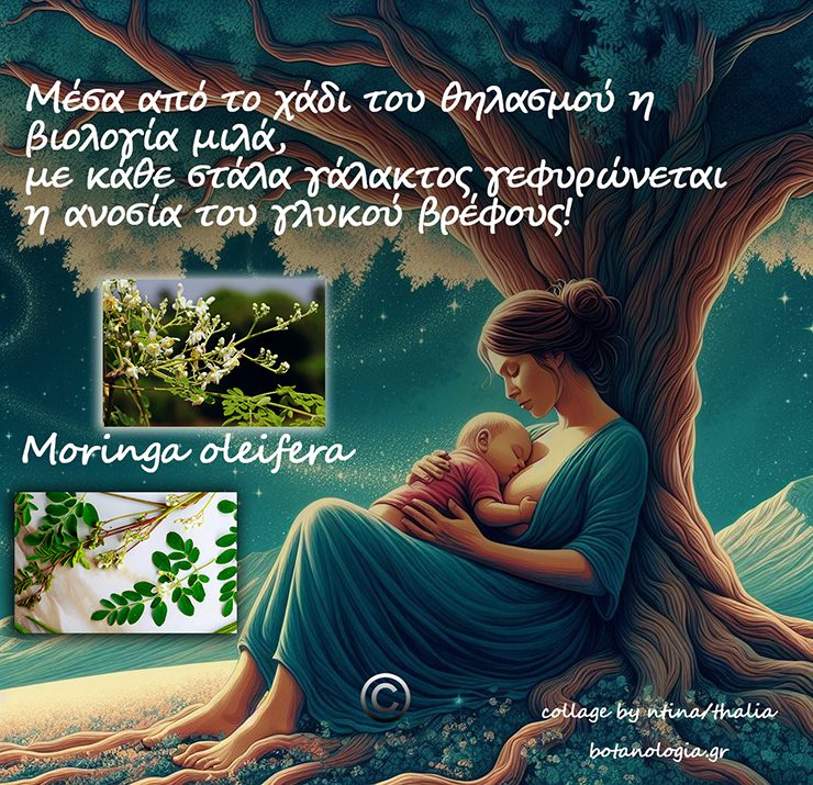 Από το χτες στο σήμερα – γαλακταγωγά βότανα.