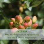 Φιστικιά: μια καλλιέργεια με προοπτικές για τον Έλληνα παραγωγόΚάντε εγγραφή στο newsletter