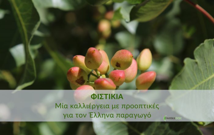 Φιστικιά: μια καλλιέργεια με προοπτικές για τον Έλληνα παραγωγόΚάντε εγγραφή στο newsletter