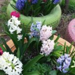 Ο ανθισμένος κήπος του 1ου Νηπιαγωγείου Θέρμης