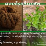 ο “θάμνος της ανάστασης” που φέρει την επιστημονική ονομασία Myrothamnus Flabellifolius