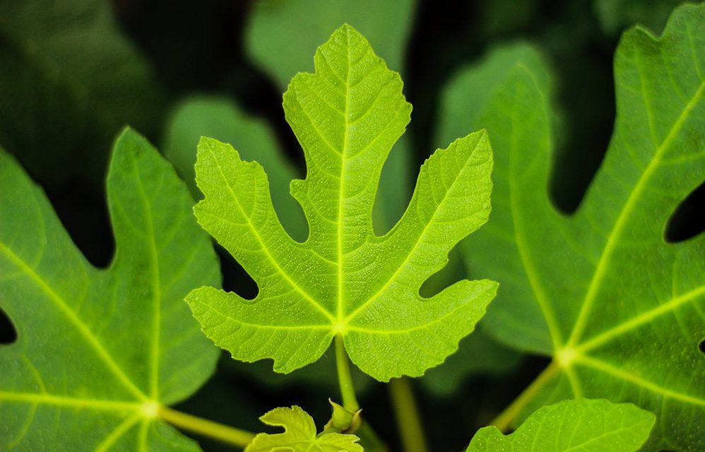 Εσείς τρώτε τα φύλλα της συκιάς;