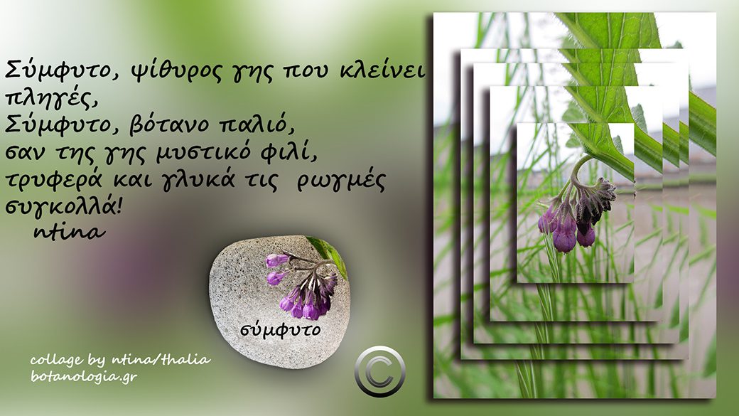 όταν-με-ρώτησαν-–-ντίνα-ποια-επικεφαλίδα-θα-έβαζες-για-το-σύμφυτο;-είπα…