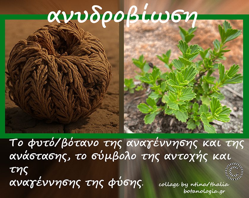 ο-“θάμνος-της-ανάστασης”-που-φέρει-την-επιστημονική-ονομασία-myrothamnus-flabellifolius