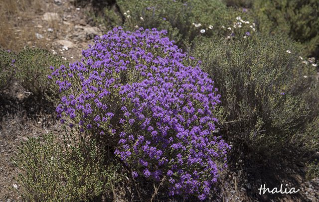 Θυμάρι το ισχυρότατο – το βότανο για τις χίλιες και μία παθήσεις του οργανισμού μας που εξολοθρεύει τα μικρόβια μέσα σε εξήντα -60- λεπτά!
