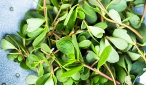 Η γλυστρίδα, γνωστή και ως αντράκλα