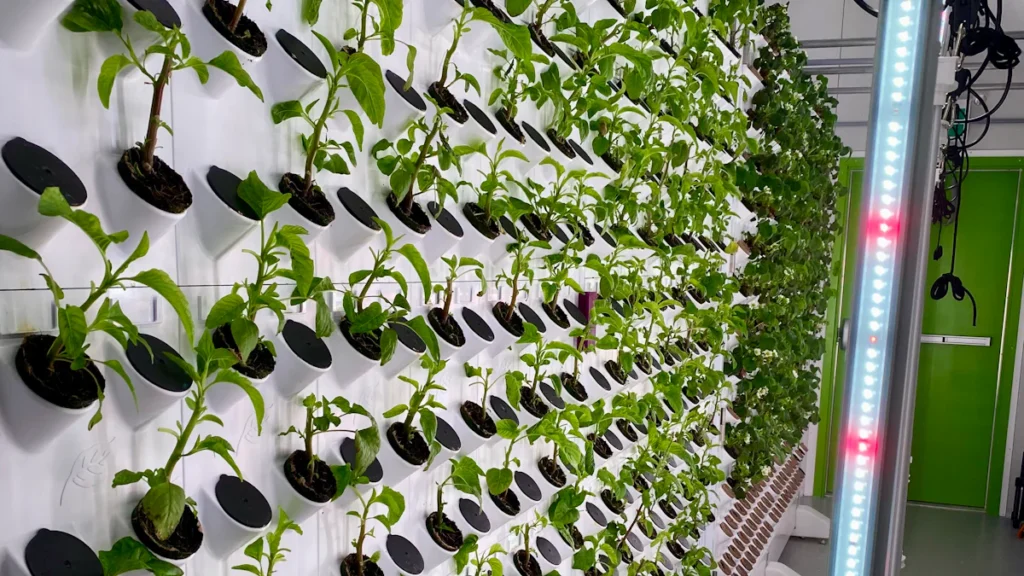 κάθετα παρτέρια