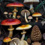 βρώσιμα μανιτάρια Ελλάδας