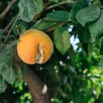 Γιατί σκάνε τα πορτοκάλια πάνω στο δέντρο