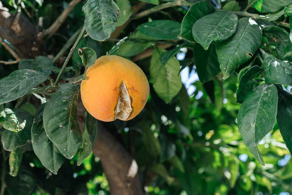 Γιατί σκάνε τα πορτοκάλια πάνω στο δέντρο