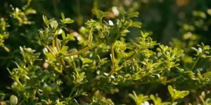 Η γλυστρίδα-αντράκλα