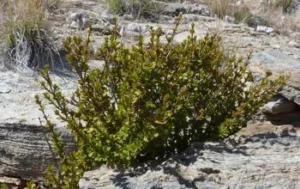 Myrothamnus flabellifolius: Ο θάμνος της ανάστασης και οι εκπληκτικές θεραπευτικές του ιδιότητες