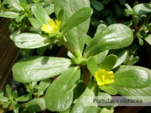 Η γλυστρίδα, γνωστή και ως αντράκλα